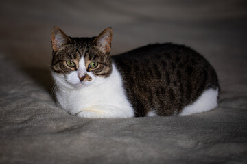 A serene tabby cat peacefully rests on a soft surface, looking calm and content