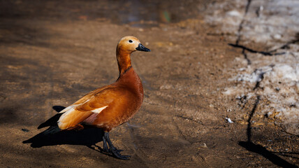 A solitary Ruddy Shelduck leisurely strolls along a sandy path in its serene natural environment