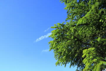 Fototapeta premium Fir tree branches against a blue summer sky. Ekenäs, Finland.