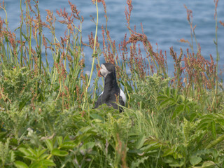Puffins o frailecillos en la Isla de Lunga, en Escocia, Reino Unido, Europa