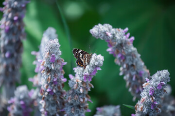 A Butterfly Resting on Purple Lamb's Ears in a Summer Garden