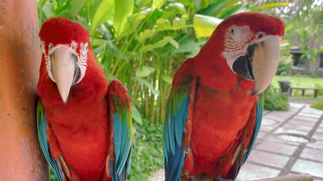 Two scarlet macaws perched on a branch, displaying their vibrant plumage. The tropical background adds to the exotic and colorful scene.