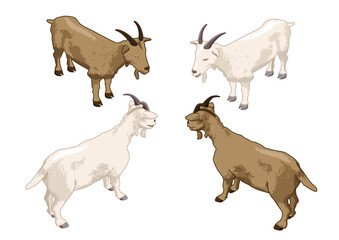Isometric goats vector drawing illustration