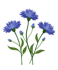 Bouquet of wildflowers of cornflowers. Vector illustration.