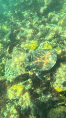 coral reef with fish turtle