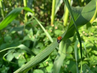 ladybug on grass