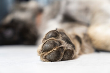 Dog paw print of a large dog, blurred background.