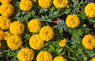 Marigold yellow flowers closeup outdoor background.