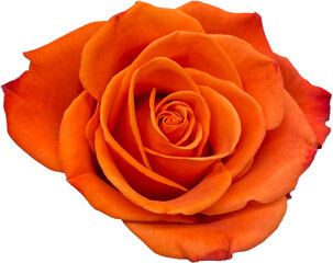 orange rose isolated png