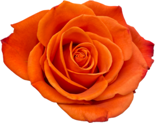 orange rose isolated png