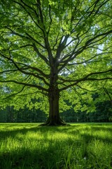 Large tree with lush green leaves in a sunlit park