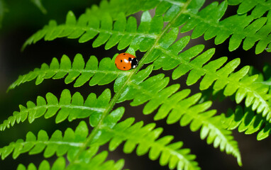 little ladybug on a fern leaf close up