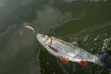 Chub fish on hook in water. Chub fishing