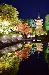 秋の京都 東寺　紅葉ライトアップ