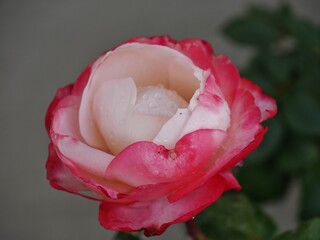 Blühende Rosenblüte