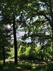 Bodden hinter Baumzweigen auf Rügen Lietzow
