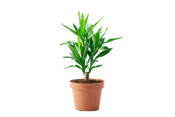 Green Dracaena plant in a decorative pot on white background