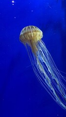 Jellyfish swimming majestically 