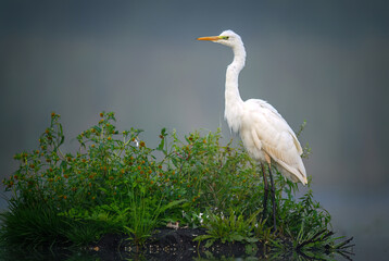 Great white egret ( Egretta alba ) close up