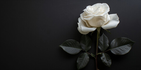 Banner for memorial or obituary with copy space. White rose blossom with dark leaves on a black background serene beauty concept.