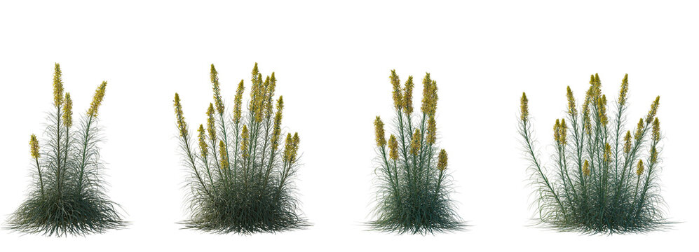 Set of Asphodeline lutea (king's spear, yellow asphodel) flowering frontal isolated png on a transparent background perfectly cutout high resolution