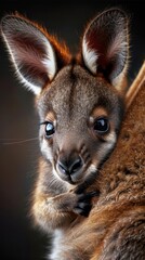 Fototapeta premium Close-up on the pouch of a mother wallaby, a peek into the nurturing world of marsupials
