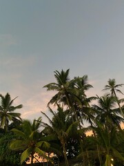 Fototapeta premium palm trees at sunset