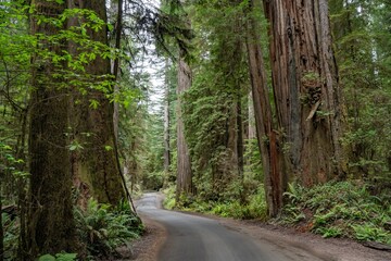 Obraz premium A gravel road winds through a forest of Giant redwood trees in a forest in the Redwood National and State park near Crescent City California