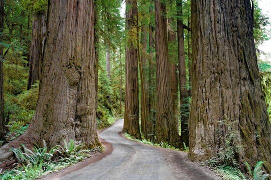 A gravel road winds through a forest of Giant redwood trees in a forest in the Redwood National and State park near Crescent City California