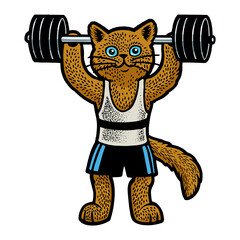 Cat weight lifter athlete color sketch engraving PNG illustration. T-shirt apparel print design. Scratch board imitation. Black and white hand drawn image.