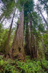 Fototapeta premium A forest of Giant redwood trees in the Redwood National and State park near Crescent City California