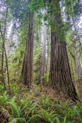 A forest of Giant redwood trees  in the Redwood National and State park near Crescent City California