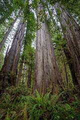 A forest of Giant redwood trees  in the Redwood National and State park near Crescent City California