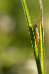 A grasshopper (Gomphocerinae) sitting on a blade of grass