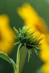 A sunflower (helianthus annuus) short before flourishing