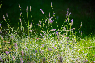 Lawenda, lavender