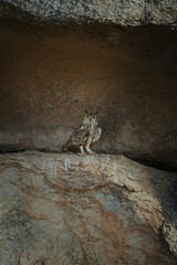 owl on the rock
