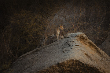 leopard on the rock