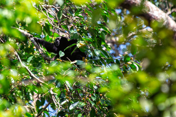 Agile Gibbon (Hylobates agilis) - Commonly Found in Sumatra, Malaysia, and Southern Thailand