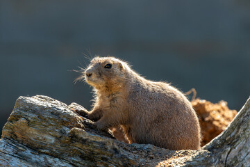 Black-tailed Prairie Dog (Cynomys ludovicianus) - Commonly Found in North America's Great Plains