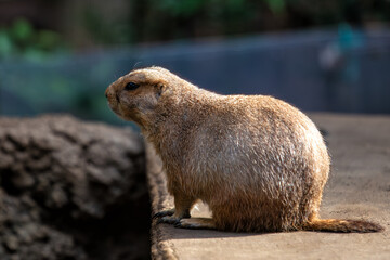 Black-tailed Prairie Dog (Cynomys ludovicianus) - Commonly Found in North America's Great Plains