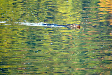 Asian Water Monitor (Varanus salvator) - Commonly Found in Southeast Asia