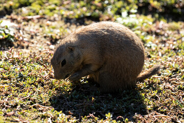 Black-tailed Prairie Dog (Cynomys ludovicianus) - Commonly Found in North America's Great Plains