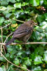 Common Blackbird (Turdus merula) - Spotted in Father Collins Park, Dublin, Ireland