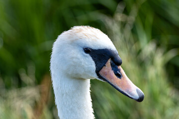 Mute Swan (Cygnus olor) - Spotted in Turvey Nature Reserve, Dublin, Ireland