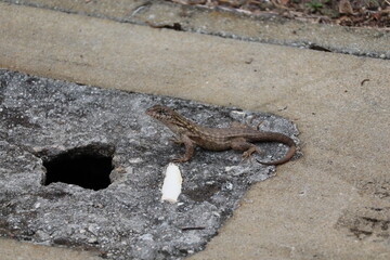 Lizard on the ground