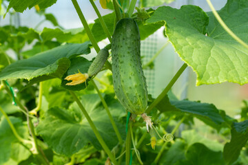 Ripening cucumbers in greenhouse. Organic food. Cucumber plants with green gherkins and yellow flowers for publication, poster, screensaver, wallpaper, banner, cover, post. High quality photo