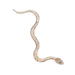Fototapeta premium Snake illustration drawing symbol