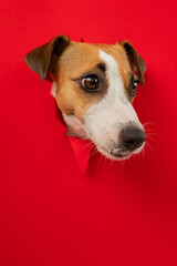 Funny Jack Russell Terrier dog sticks out through a red cardboard background. Copy space. Vertical photo. 