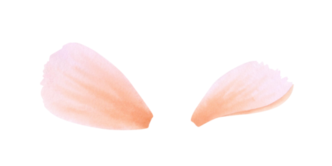 Set of orange, pink, coral or peach petals on isolated background. Hand drawn watercolor botanical illustration. Clipart for design, cards, invitations, congratulations, packaging, printing, textiles